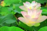 描写夏天荷花的诗句