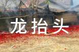 龙抬头吉祥祝福语(精选320句)