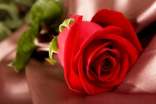 玫瑰花祝福语210句