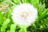 为什么蒲公英的果实能够飞到天上