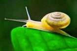 我发现了蜗牛的眼睛