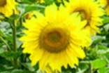 向日葵名字的由来作文(通用30篇)