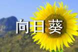 描写向日葵外形的句子