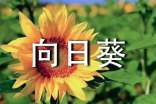关于向日葵的谜语