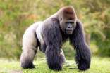 大猩猩会使用人类语言吗