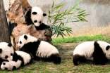 谜底是大熊猫的`经典谜语