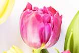 有关描写郁金香的优美句子160句