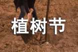 2017年植树节作文800字