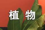 《植物妈妈有办法》教案设计(通用10篇)