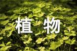 《植物生长素的发现》的教学反思(通用8篇)