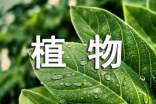 简单的植物谜语及答案