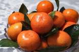 介绍橘子的说明文(精选25篇)