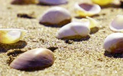 七年级《短文两篇:蝉 贝壳》教案