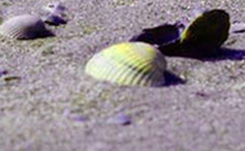 二年级上册《拾贝壳》教案+点评+反思