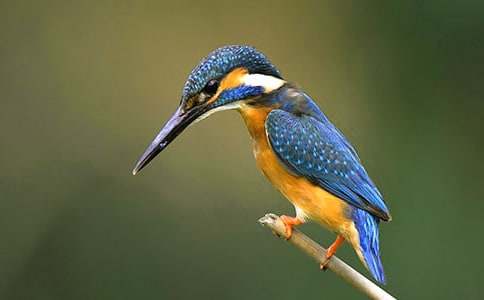 三年级语文《翠鸟》同步练习