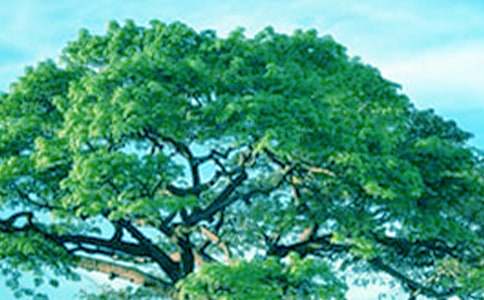 励志文章:不做大树就做一棵小草