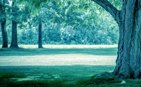 仰望大树作文800字(精选5篇)