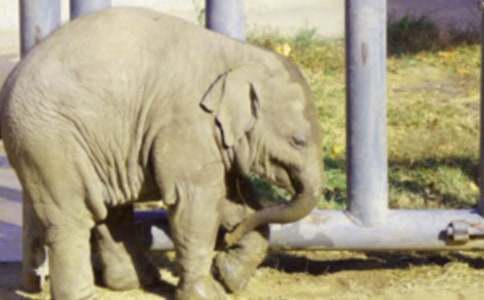 一年级看图写话大象救小兔作文精选