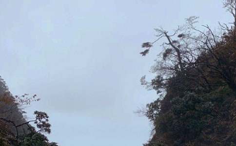 四年级作文:峨眉山的那些猴