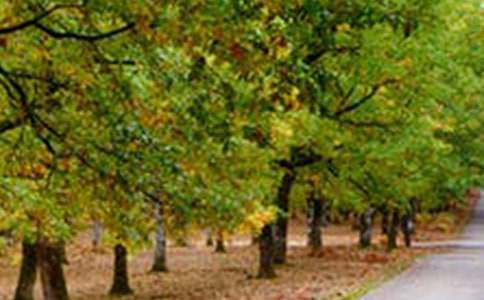 农村乡村风景手抄报内容资料