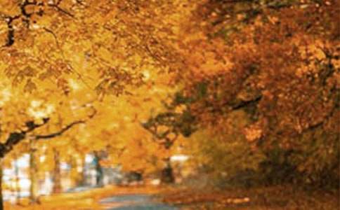 描写风景优美的地方作文(城市篇)