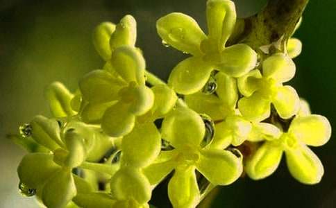 描写八月桂花飘香的好句好段