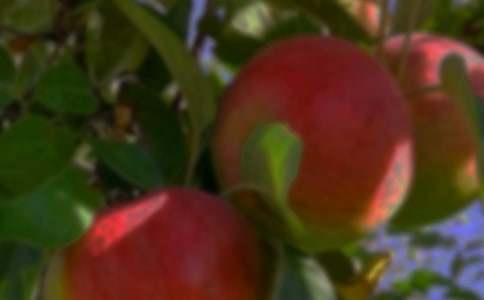 三年级优秀作文:美丽的果园