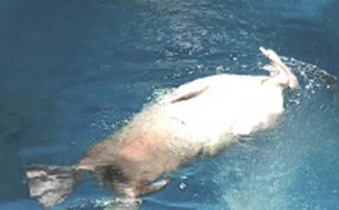 游香港海洋公园作文