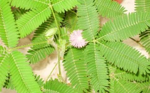 含羞草的观察日记600字