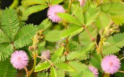 四年级同步单元作文:含羞草观察日记