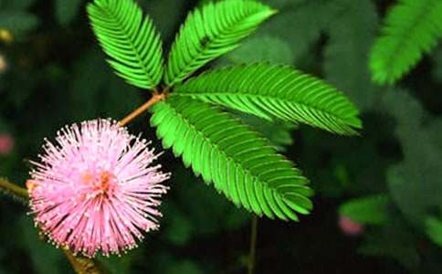 含羞草观察日记400字精选5篇