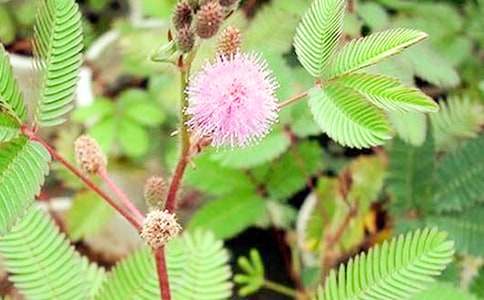 含羞草观察日记400字