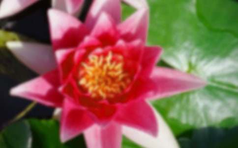 有关“夏日的荷花”三年级优秀作文(7篇)