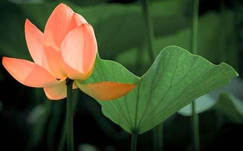 莲性——瘦西湖荷花征文800字【优秀篇】