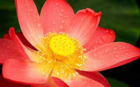 瘦西湖荷花征文范文