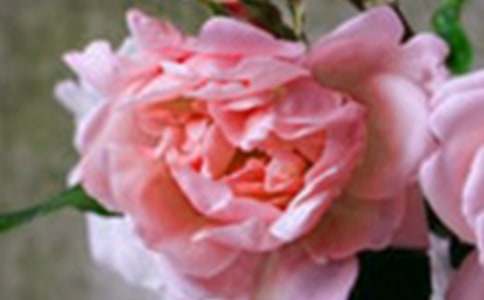 开在记忆深处的花朵初中作文