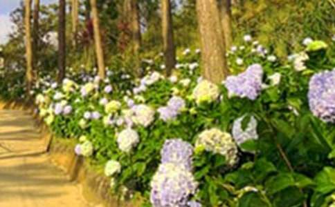 描写花园的作文