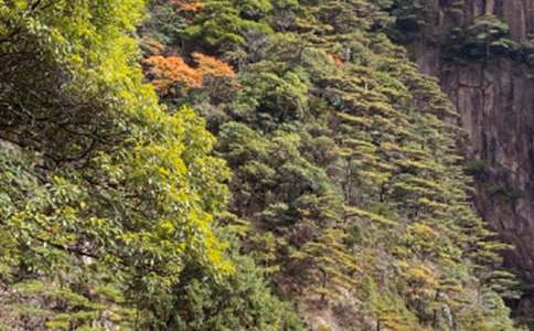 教科版四上《黄山松》教案