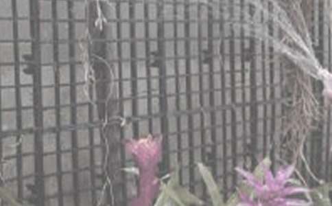 二年级暑假日记:浇花