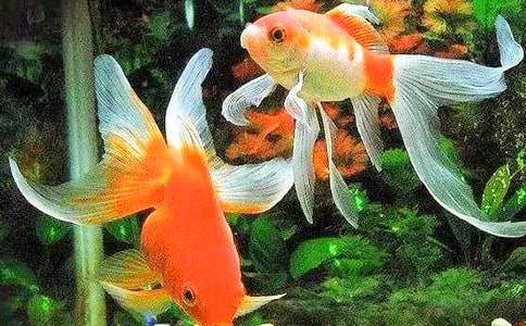 四年级优秀作文:活泼可爱的小金鱼