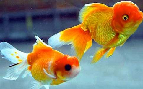 350字《我的小金鱼》