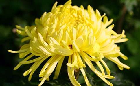 描写景物作文我喜欢菊花