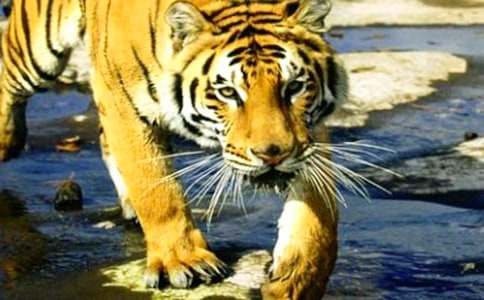 深度好文:成功路上的3只老虎