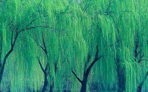 《小柳树和小枣树》课后练习题