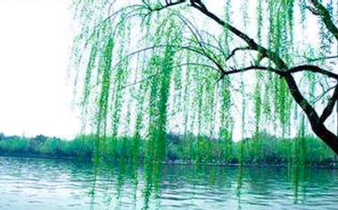 描写柳树的作文