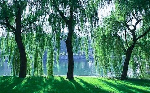 描写春天的柳树作文