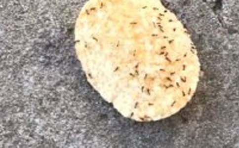 关于蚂蚁的启示作文500字精选