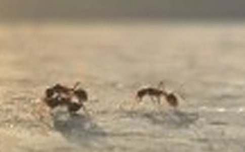 关于观察蚂蚁的作文400字