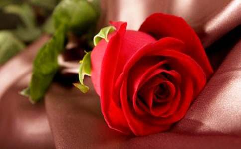 西师大版六年级第23课《沙漠玫瑰》教案设计