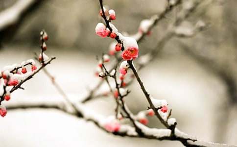 有关二年级冬天里的梅花作文200字